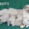 Ragdoll Filhotes Moderno Gatil PETCLUBE Original São Paulo SP