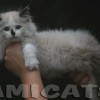 Ragdoll Filhotes Gatil Premiado Amicats