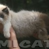 Ragdoll Filhotes Gatil Premiado Amicats