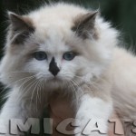 Ragdoll Filhotes PETCLUBE CATTERY