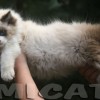 Ragdoll Filhotes Gatil Premiado Amicats