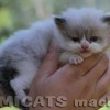 Ragdoll Filhotes Gatil Premiado Amicats
