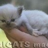 Ragdoll Filhotes Gatil Premiado Amicats