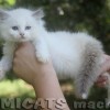 Ragdoll Filhotes Gatil Premiado Amicats