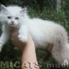 Ragdoll Filhotes Gatil Premiado Amicats