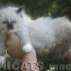 Ragdoll Filhotes Gatil Premiado Amicats