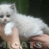 Ragdoll Filhotes Gatil Premiado Amicats