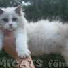 Ragdoll Filhotes Gatil Premiado Amicats