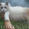 Ragdoll Filhotes Gatil Premiado Amicats