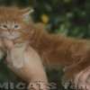 Maine Coon Amicat's