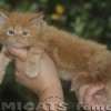 Maine Coon Amicat's