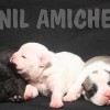 oldebulldoggeamichetti
