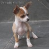 chihuahuapuppies