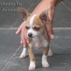 chihuahuapuppies
