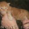 Maine Coon Amicat's