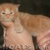 Maine Coon Amicat's