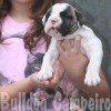 oldebulldoggeamichetti