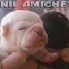 oldebulldoggeamichetti
