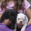 oldebulldoggeamichetti