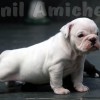 oldebulldoggeamichetti