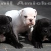 oldebulldoggeamichetti
