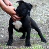 oldebulldoggeamichetti