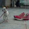 Chihuahua Canil Premiado Preços Filhotes