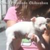 chihuahuapuppies