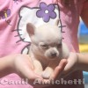 chihuahuapuppies