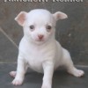 chihuahuapuppies