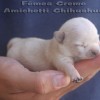 chihuahuapuppies