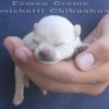chihuahuapuppies