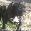 oldebulldoggeamichetti