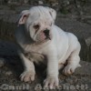 oldebulldoggeamichetti