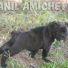 oldebulldoggeamichetti