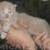 Maine Coon Amicat's