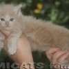 Maine Coon Amicat's