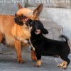 Chihuahua Canil Premiado Preços Filhotes