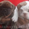 oldebulldoggeamichetti