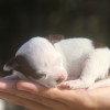 Chihuahua Mini Cão no Brasil exclusividade Premiado canil Amichetti