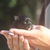Chihuahua Mini Cão no Brasil exclusividade Premiado canil Amichetti