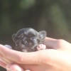Chihuahua Mini Cão no Brasil exclusividade Premiado canil Amichetti