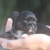 Chihuahua Mini Cão no Brasil exclusividade Premiado canil Amichetti