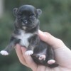 Chihuahua Mini Cão no Brasil exclusividade Premiado canil Amichetti
