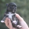 Chihuahua Mini Cão no Brasil exclusividade Premiado canil Amichetti