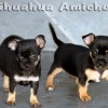 Chihuahua Canil Premiado Preços Filhotes
