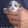 chihuahuapuppies