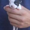 chihuahuapuppies
