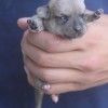 Chihuahua 