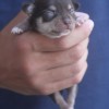 chihuahuapuppies